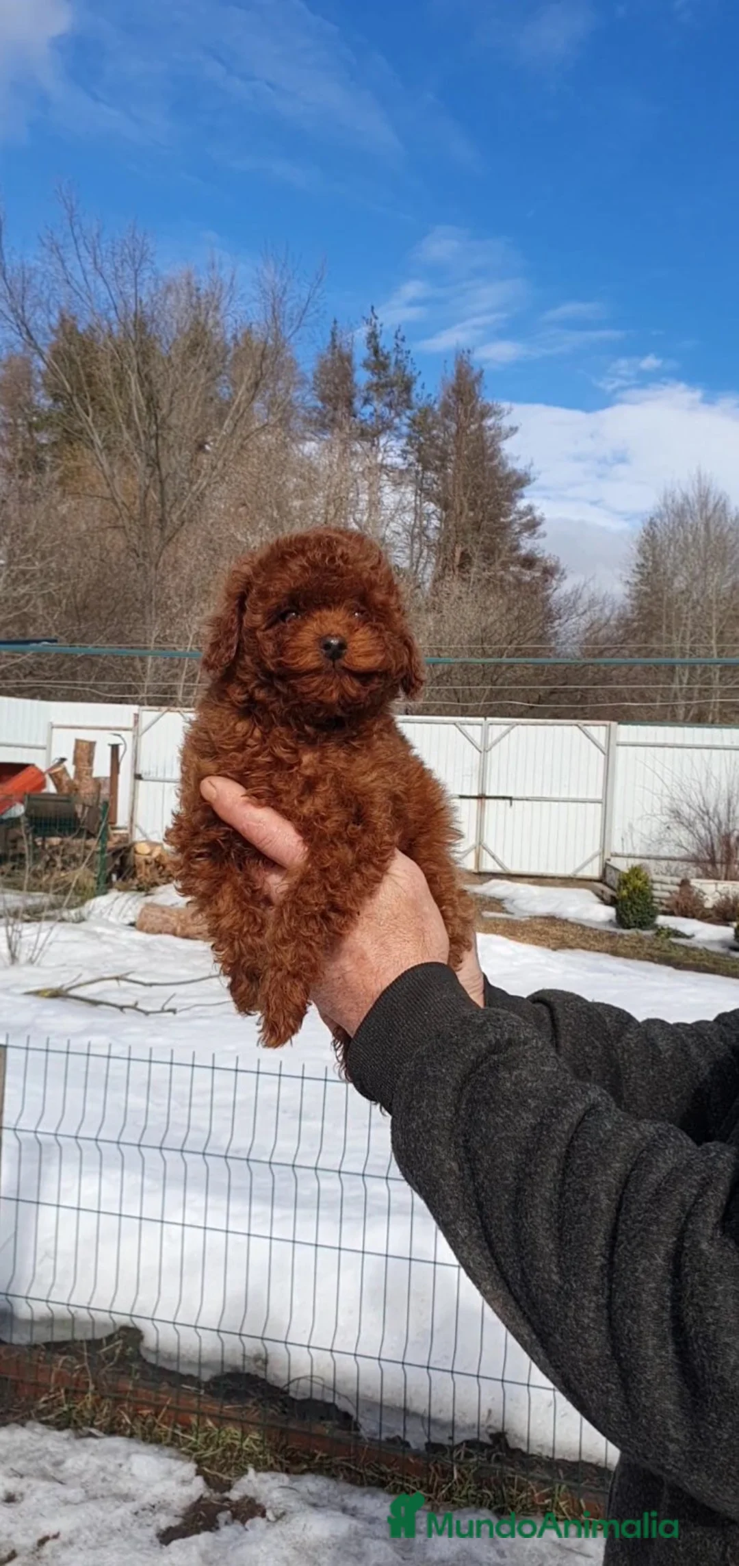 Caniche Toy perros en venta: caniche toy  en La Coruña - Anuncio 1