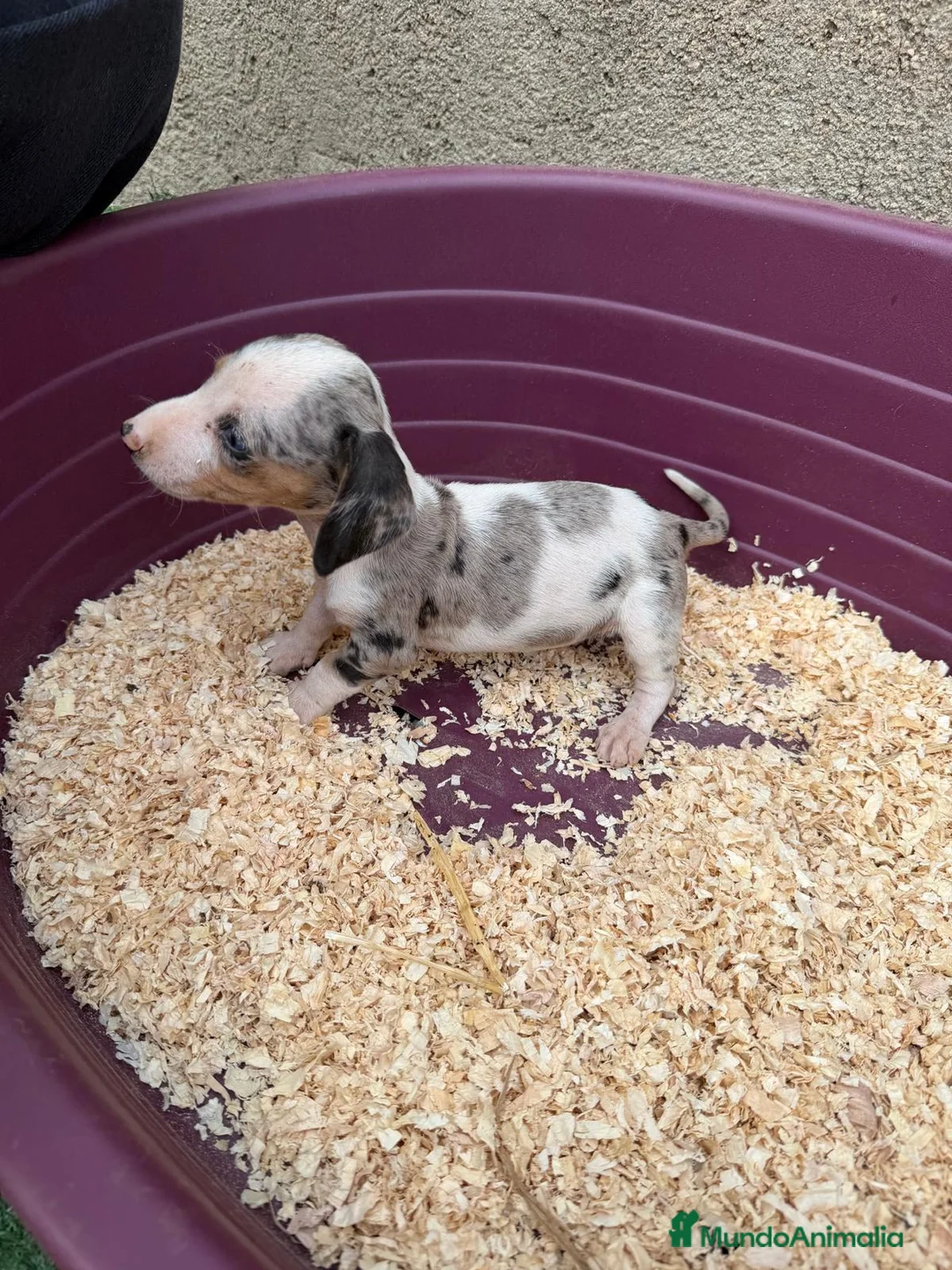 Teckel Miniatura perros en venta: Teckel miniatura - Anuncio 2