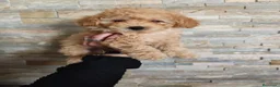 Raza Mixta perros en venta: Ultimo caniche toy en Madrid - Anuncio 8