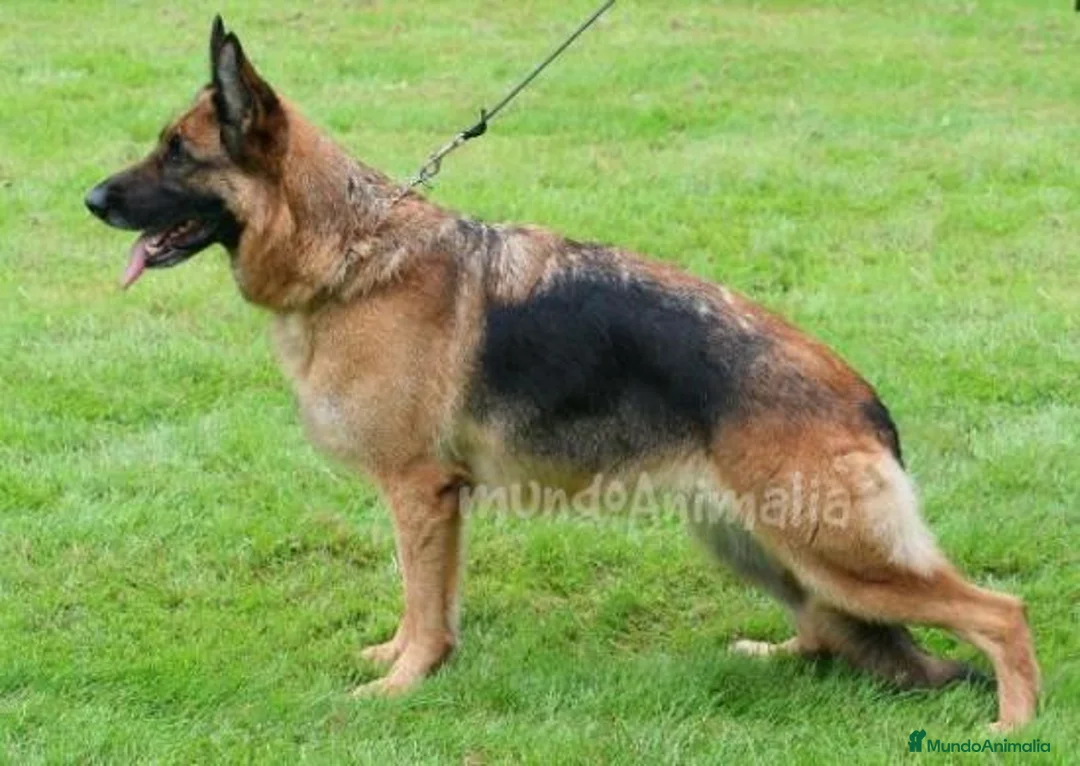 Imagen de galería {{count}}