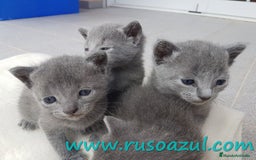 Azul Ruso gatos en venta: Azul Ruso disponibles - Anuncio 6
