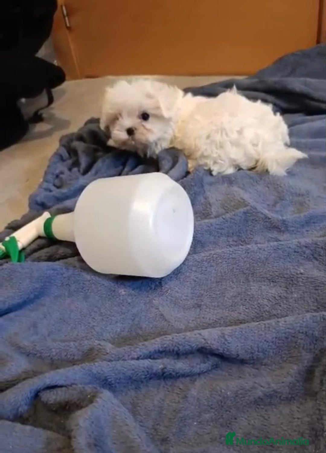Bichón Maltés perros en venta: Bichon maltés toy  - Imagen 8