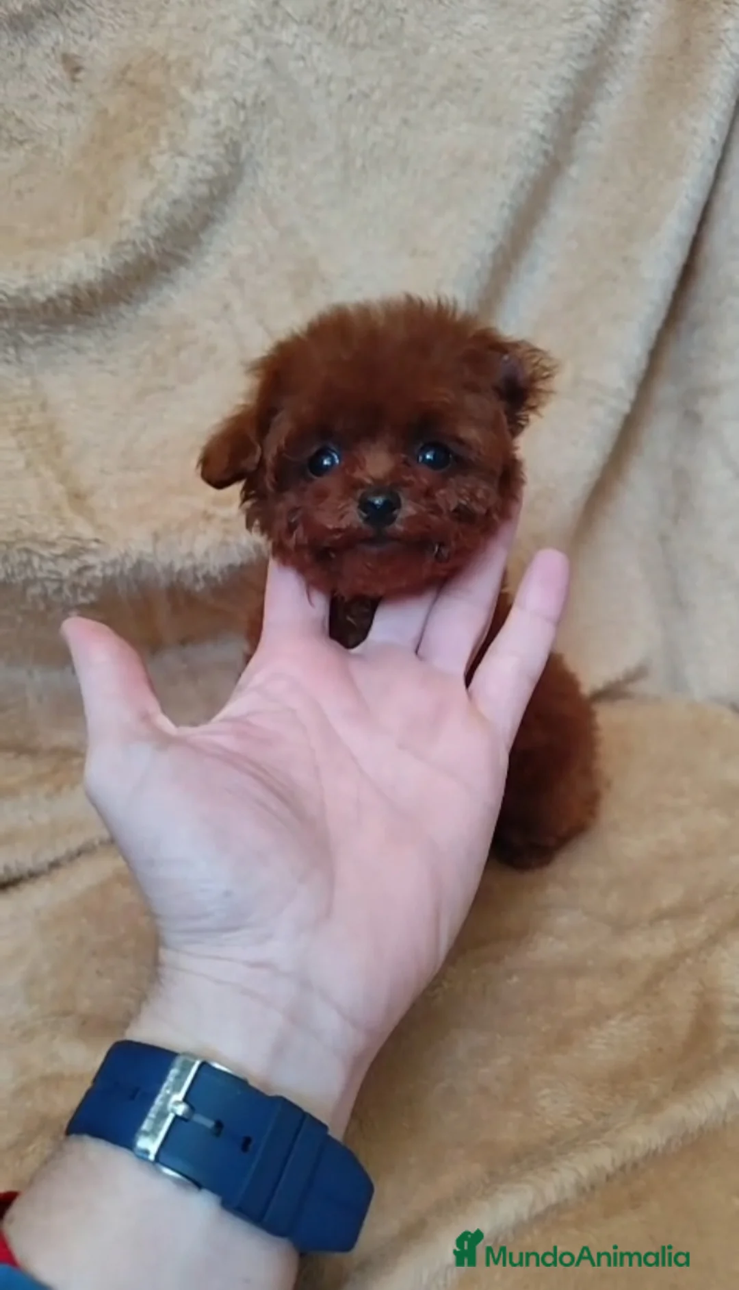 Caniche Toy perros en venta: Caniche toy hembra 100 x100 asiática  - Anuncio 2