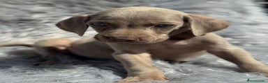 Weimaraner Cachorro 3