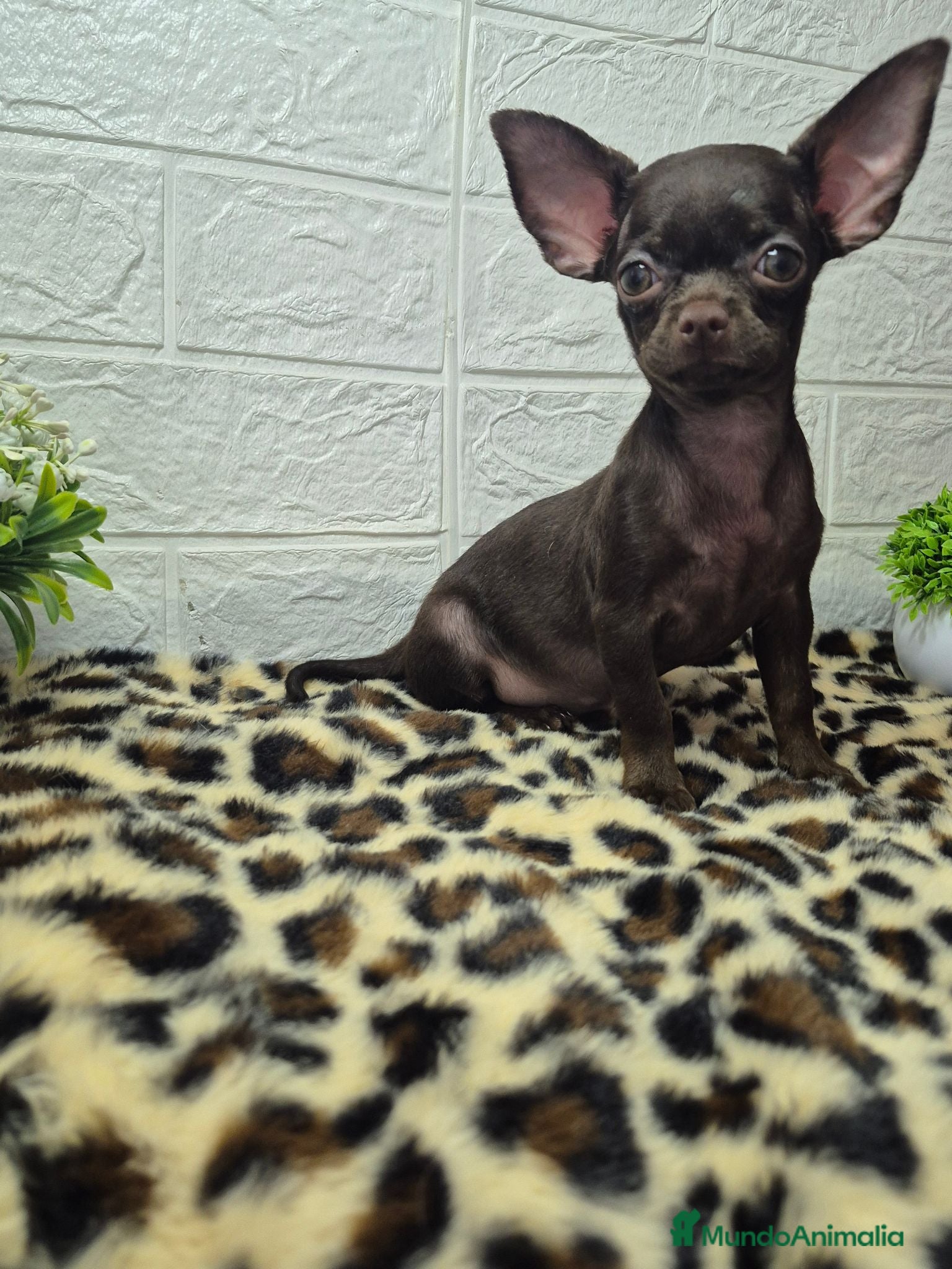 Chihuahua perros Chihuahuas 🍫 chocolates - Anuncio 4