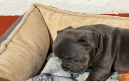 Bulldog Francés perros en venta: Bulldog francés Blue an tan  - Anuncio 3