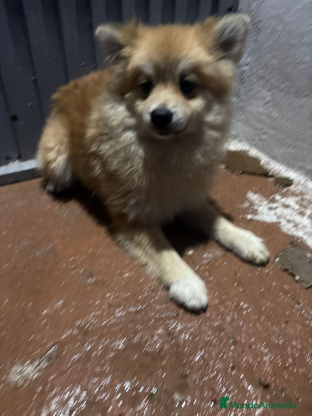 Pomerania perros en venta: Pomeranias machos 6 meses - Anuncio 10