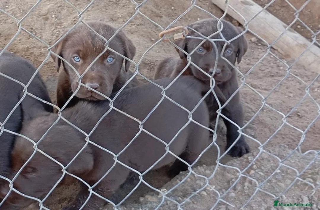 Labrador Retriever perros en venta: Preciosos labradores chocolate en Málaga - Anuncio 4