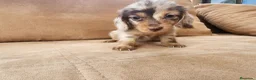 Teckel perros en venta: Teckel kanichen pelo largo precio real - Anuncio 8