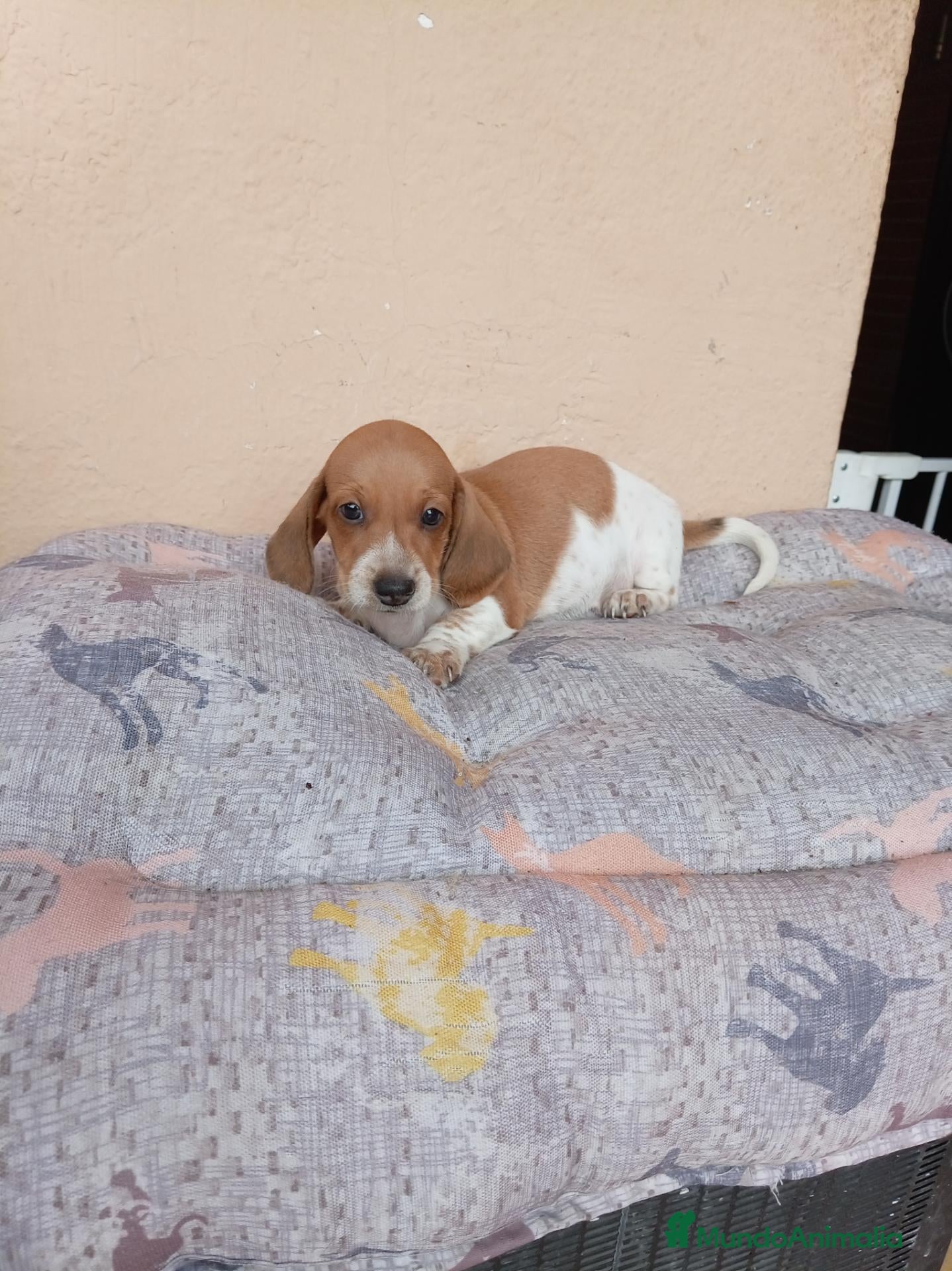 Teckel Miniatura perros Teckel mini - Anuncio 1