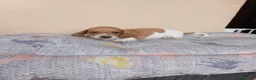 Teckel Miniatura perros en venta: Teckel mini - Anuncio 1