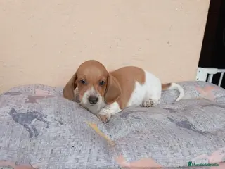 Teckel Miniatura perros Teckel mini - Anuncio 2