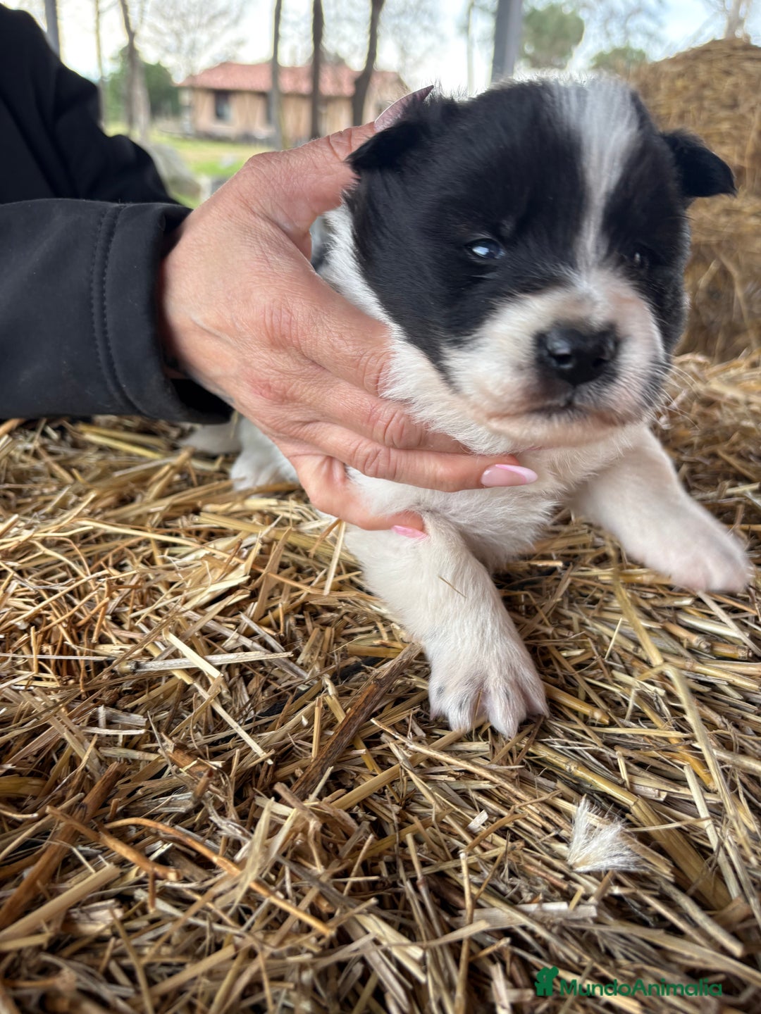 Border Collie perros en venta: Border collie macho  - Anuncio 13