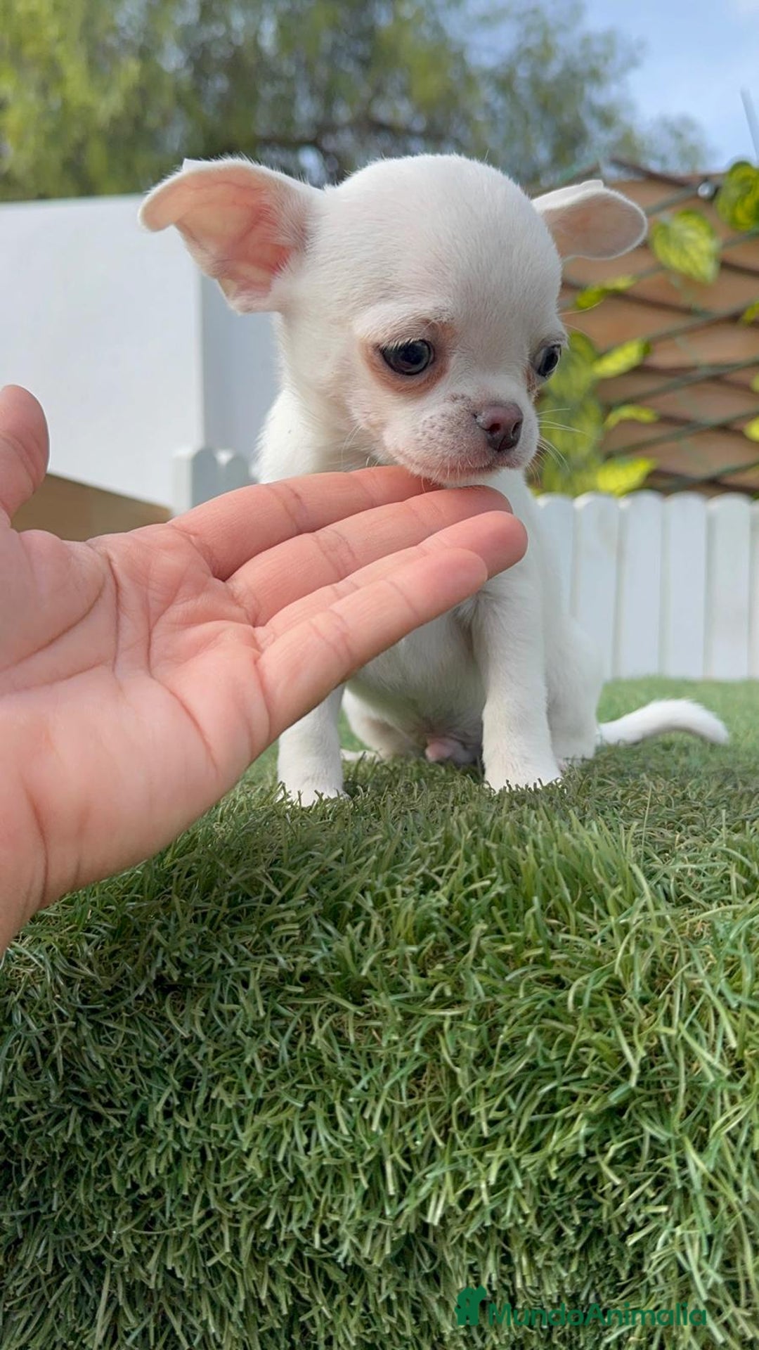 Chihuahua perros en venta: CHIHUAHUA MACHO - Imagen 11
