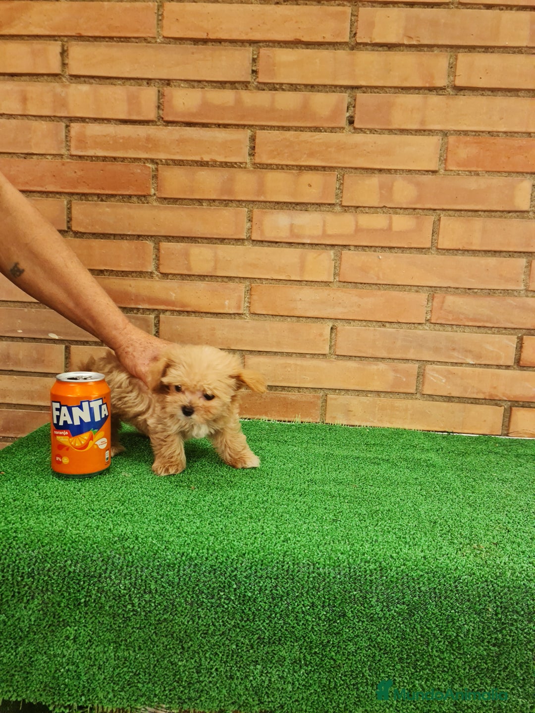 Maltipoo perros en venta: Maltipoo - Imagen 4