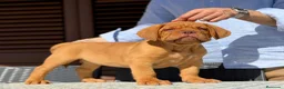 Dogo de Burdeos perros en venta: Precioso Dogo de Burdeos con super pedigree - Anuncio 1