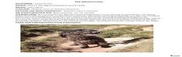Perro de Agua Español perros en adopcion: Adopción Perro De Agua Español - Anuncio 7