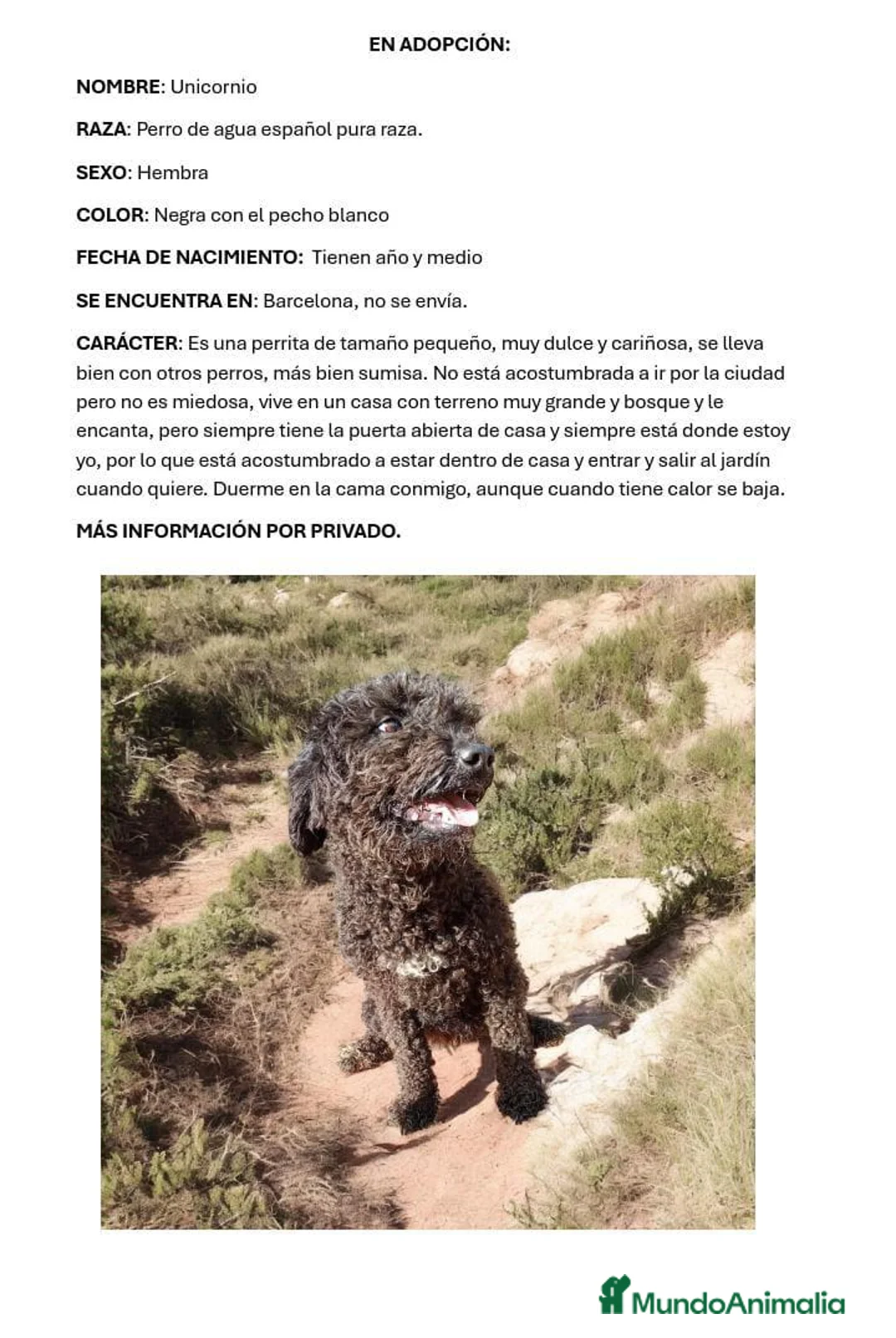 Perro de Agua Español perros en adopcion: Adopción Perro De Agua Español - Anuncio 7