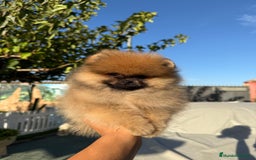 Pomerania perros en venta: Excelente Pomerania Toy - Imagen 4