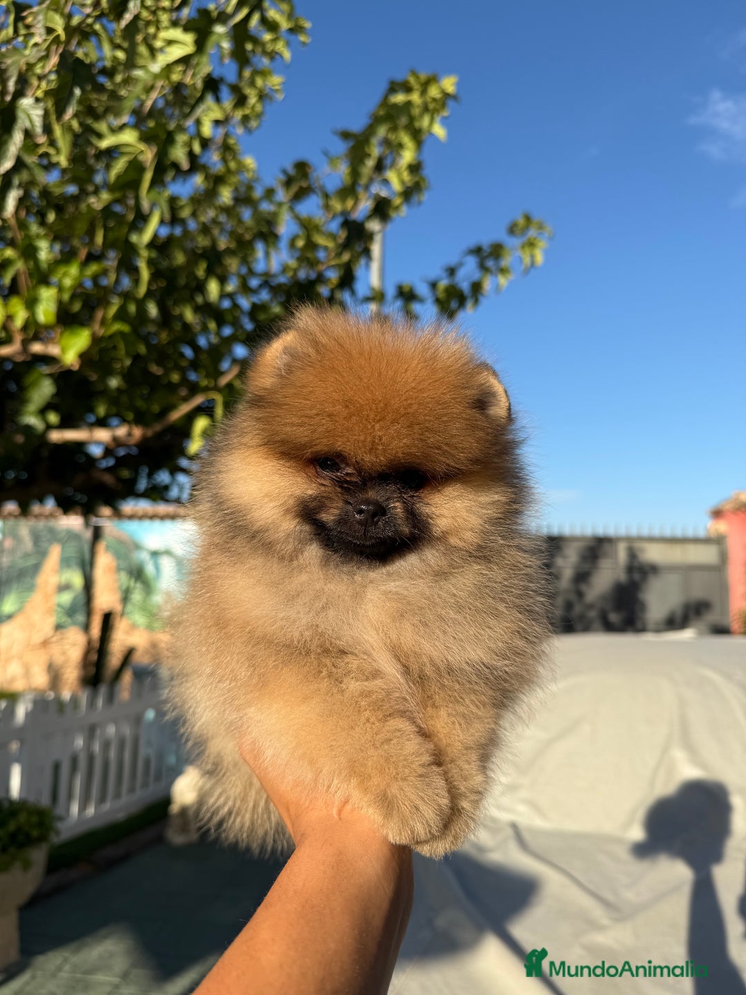 Pomerania perros en venta: Excelente Pomerania Toy - Imagen 4