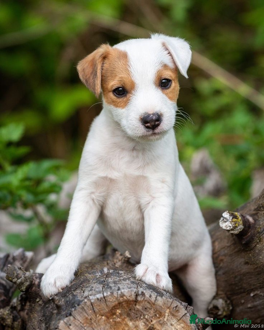 Jack Russell Terrier perros en venta: Jack Russell Terrier - Anuncio 4