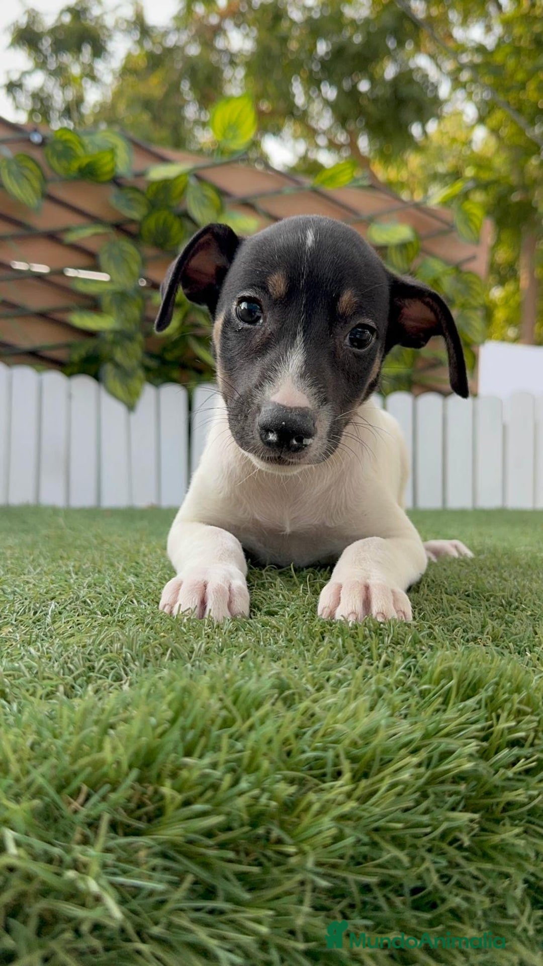 Ratonero Bodeguero Andaluz perros en venta: BODEGUERO ANDALUZ - Imagen 8