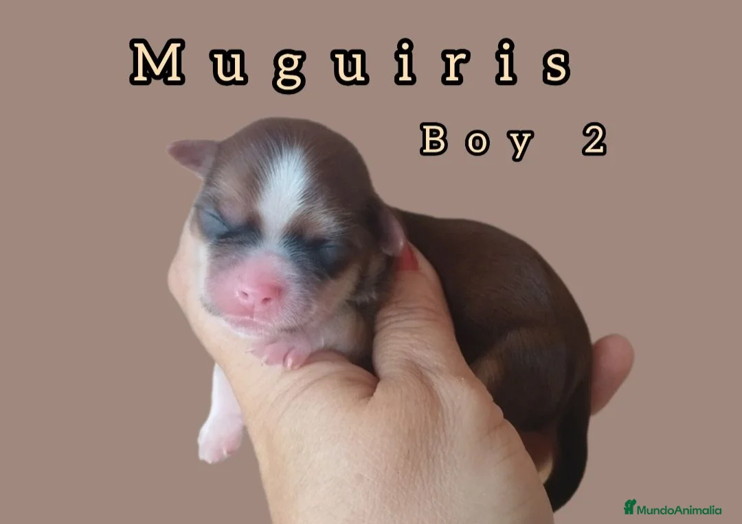 Bichón Habanero perros en venta: Muguiris Macho 2 - Anuncio 1