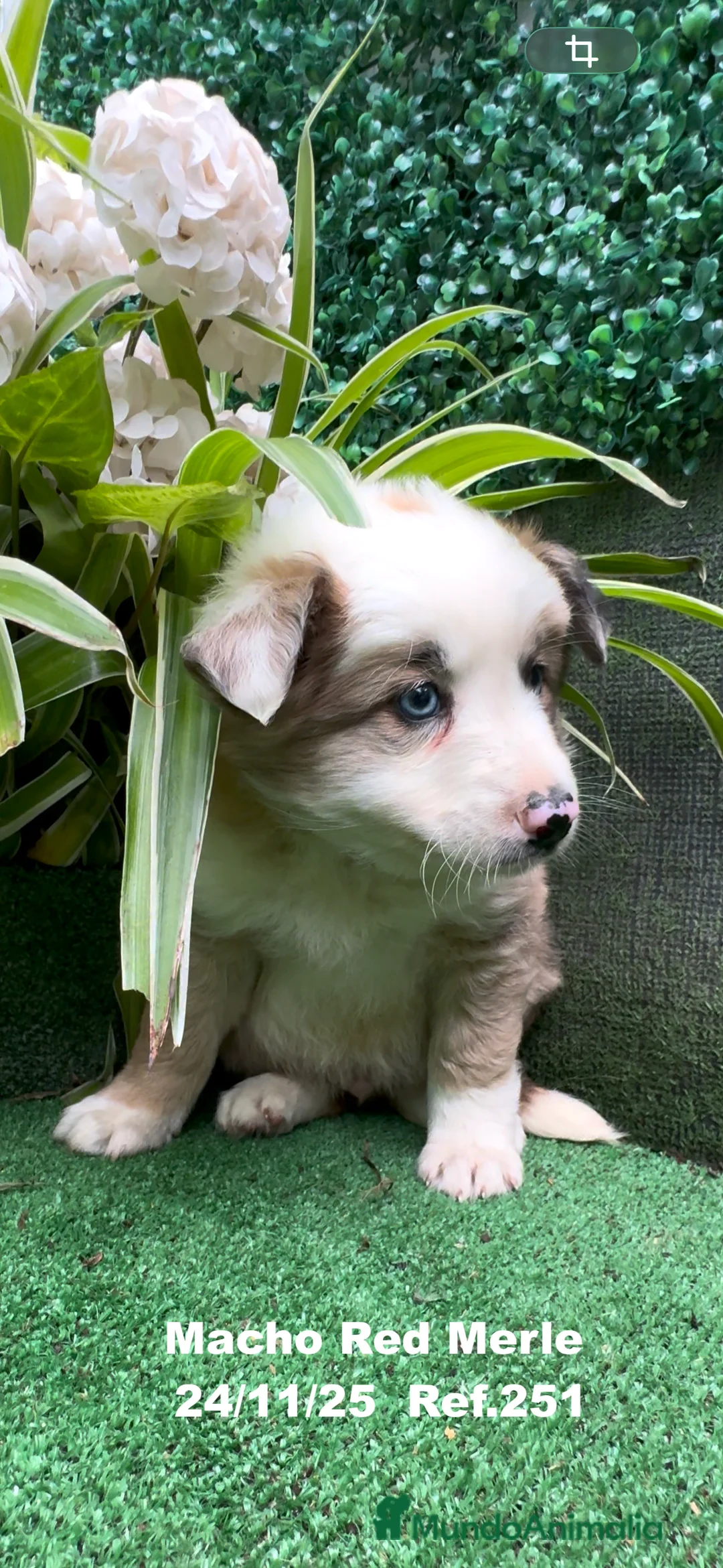 Border Collie perros en venta: BORDER COLLIE red merle - Anuncio 9