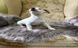 Jack Russell Terrier perros en venta: Cachorros de Jack Russell  - Imagen 28