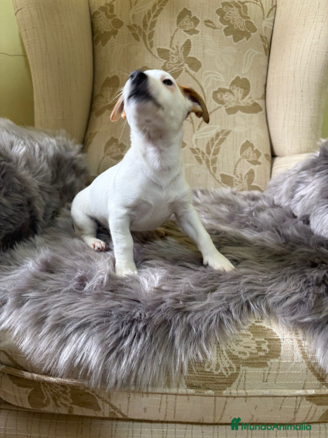Jack Russell Terrier perros en venta: Cachorros de Jack Russell  - Imagen 28