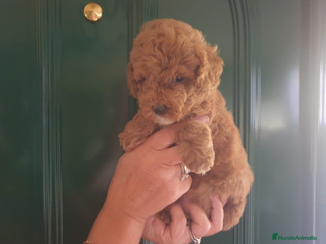 Caniche Toy perros en venta: CACHORRO CANICHE MACHO - Imagen 1