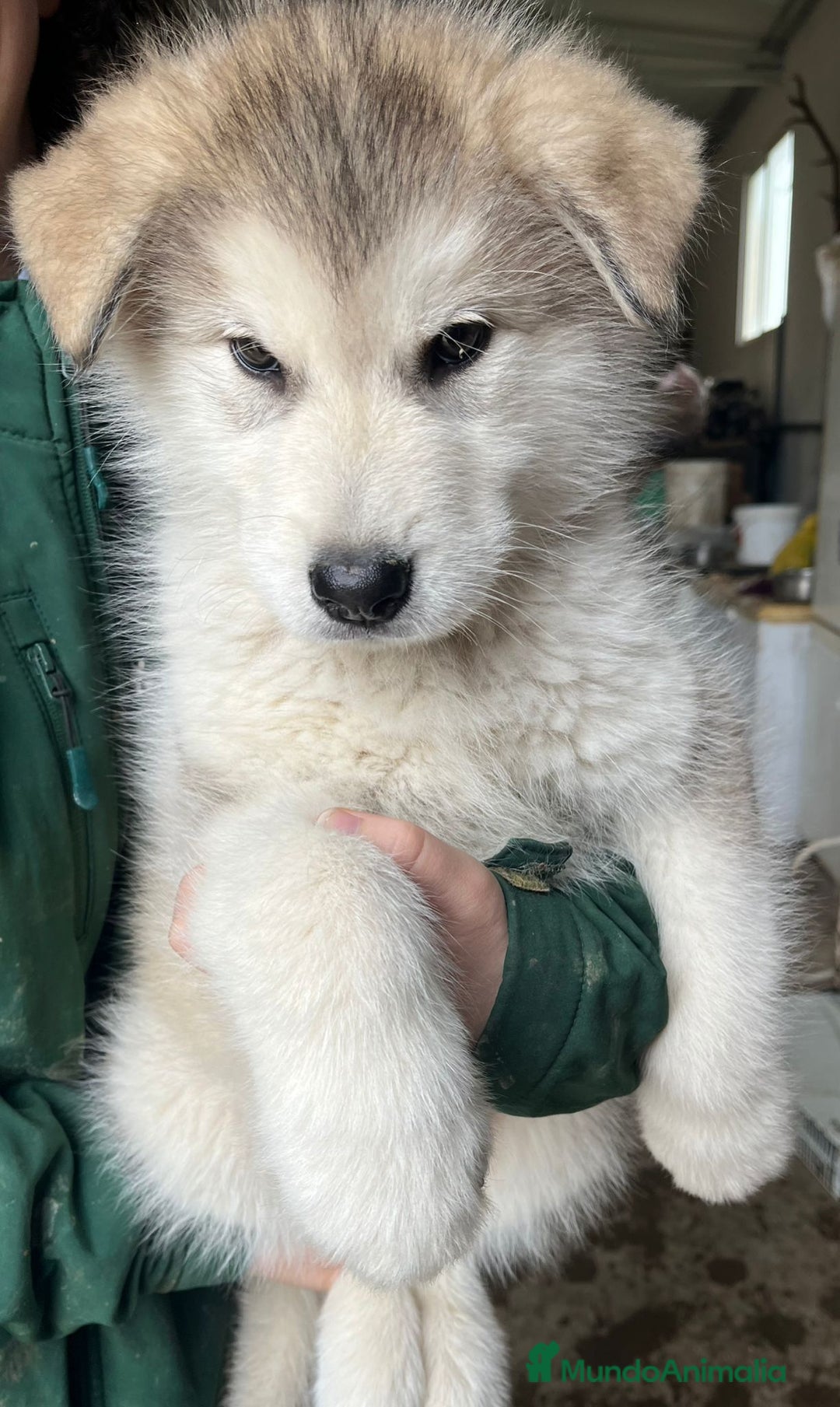 Alaskan Malamute perros en venta:  CACHORRO ALASKAN MALAMUTE - Anuncio 3