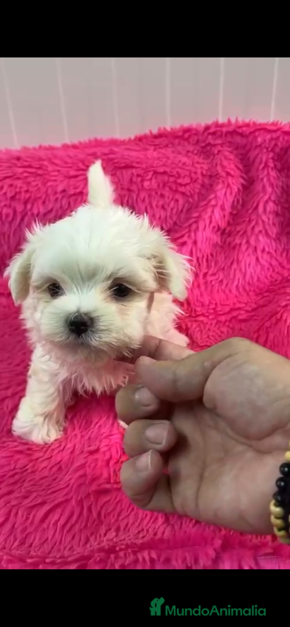 Bichón Maltés perros Camada de bichon maltes toy en Almería - Anuncio 9