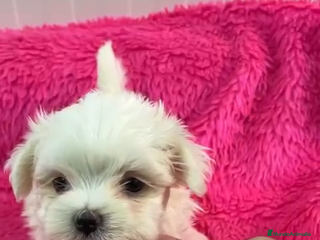 Bichón Maltés perros Camada de bichon maltes toy en Almería - Anuncio 32