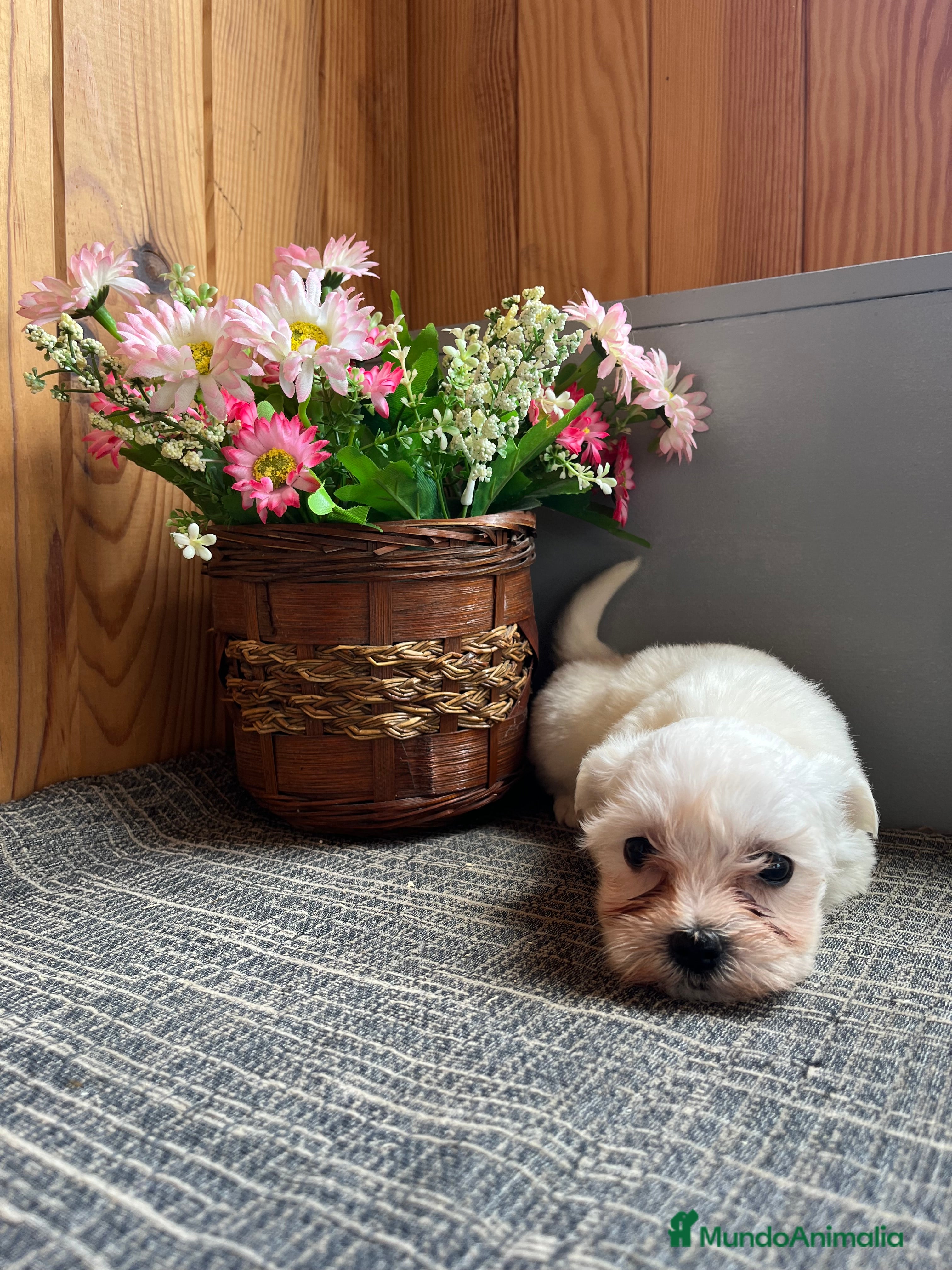 Bichón Maltés perros 🐶Cachorritos de Bichon Maltés - Anuncio 1