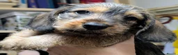 Teckel perros en venta: Camada de Teckel Pelo Duro - Anuncio 5