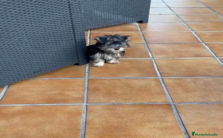 Yorkshire Terrier perros - Anuncio 4