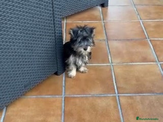Yorkshire Terrier perros - Anuncio 13