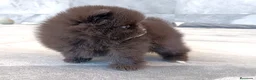 Pomerania perros en venta: Pomerania - Anuncio 3