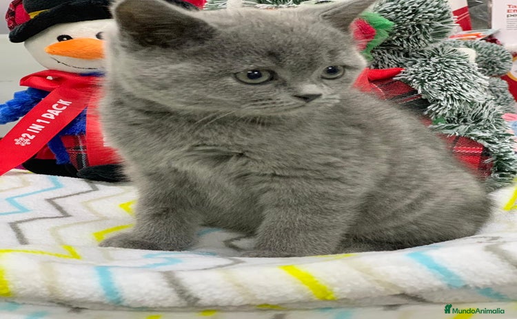 Británico de Pelo Corto Azul gatos - Anuncio 13