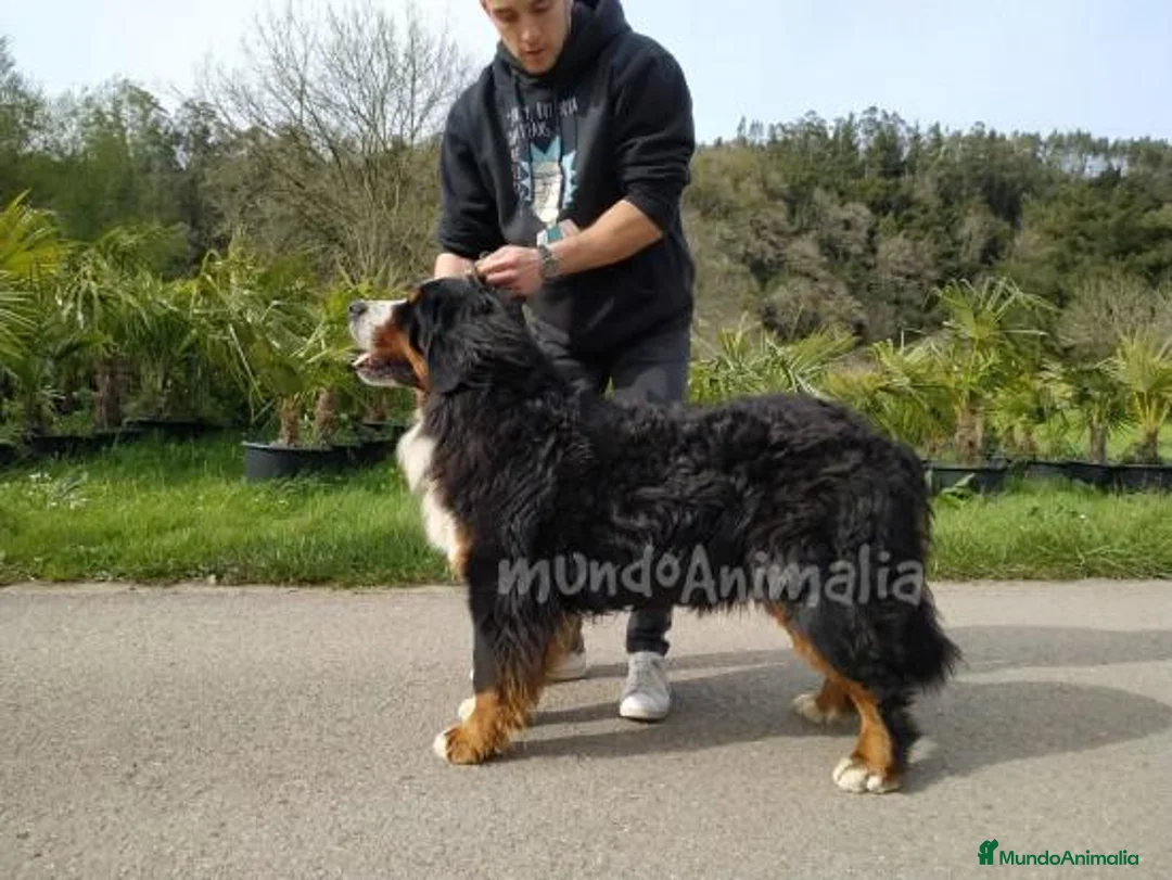 Imagen de galería {{count}}