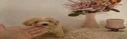 Maltipoo perros en venta: Maltipoo  - Anuncio 4