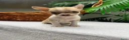 Chihuahua perros en venta:  🐾 DOS PRECIOSAS CHIHUAHUAS HEMBRAS 🐾 - Anuncio 22