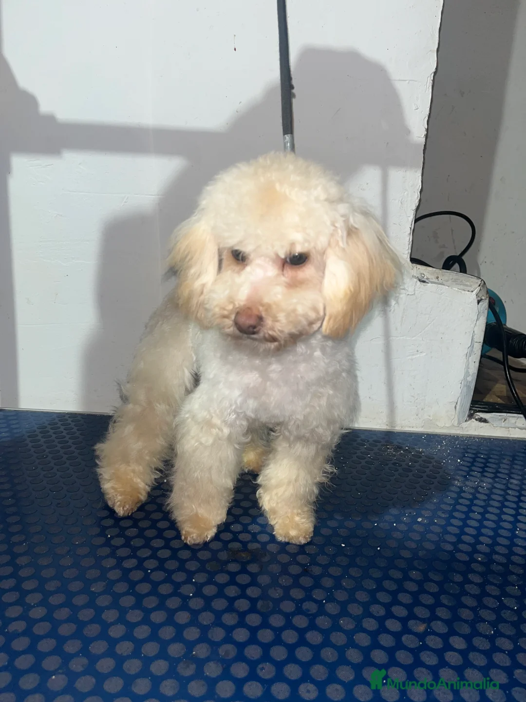 Maltipoo perros en venta: Maltipoo 6 meses - Anuncio 4
