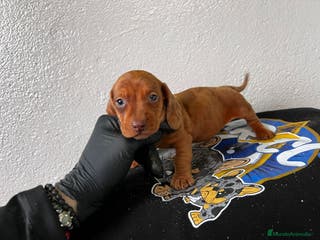 Teckel perros DACHSHUND ESPECTACULARES !!!! en Badajoz - Anuncio 26
