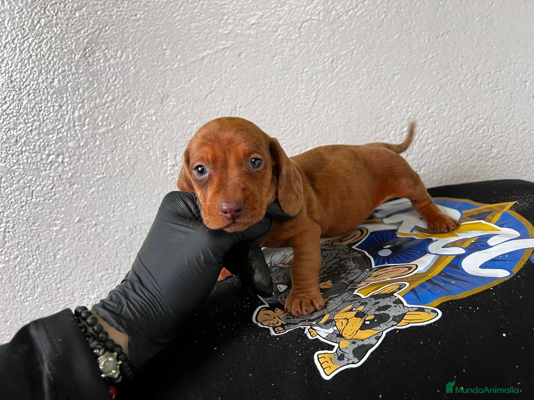 Teckel perros en venta: DACHSHUND ESPECTACULARES !!!! en Badajoz - Anuncio 1