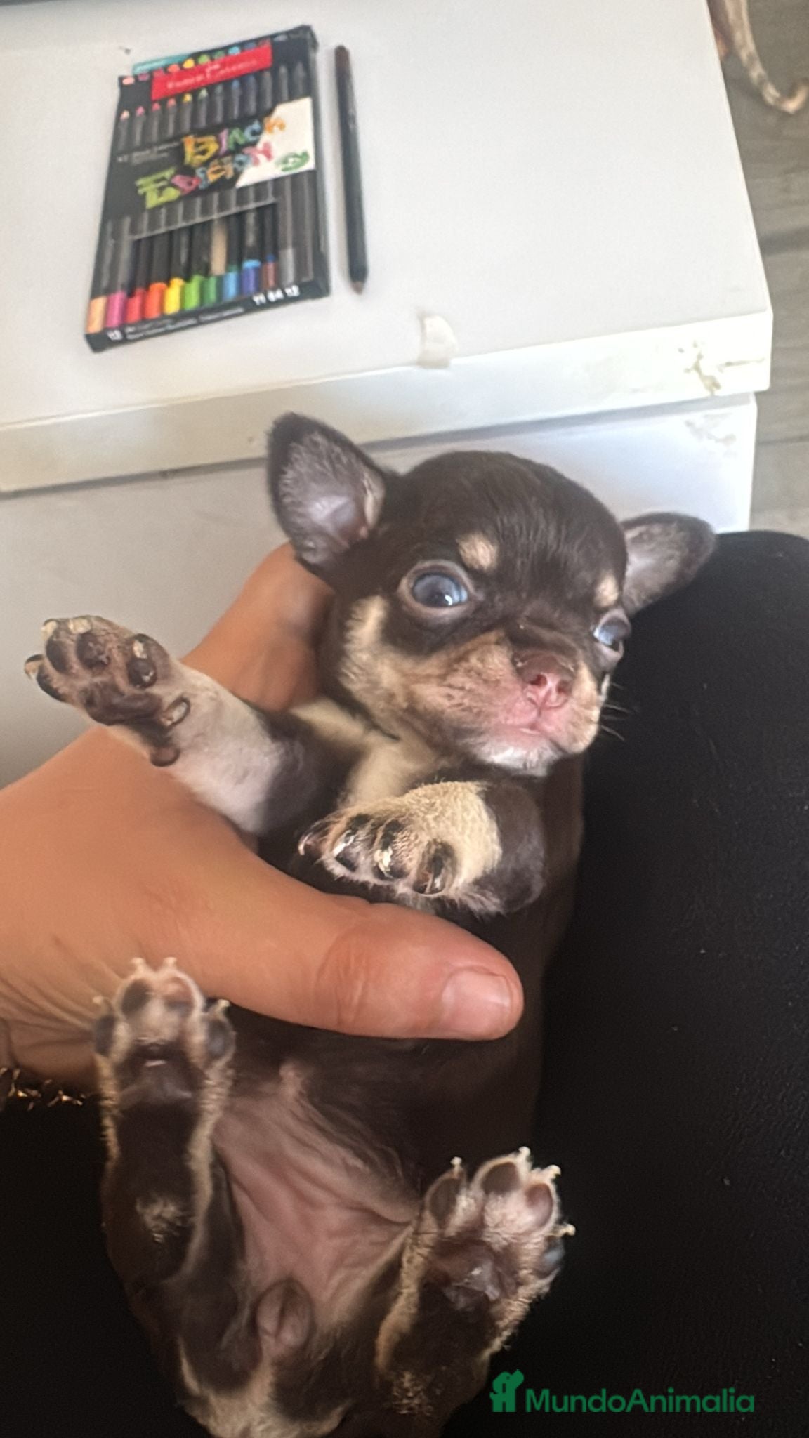 Chihuahua perros Chihuahua  mini toy  - Anuncio 1