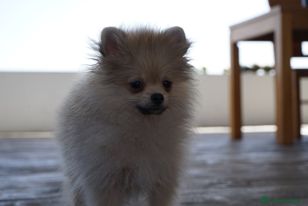 Pomerania perros en venta: 🐾 Strike y Froxty – Pomerania únicos 🐾 - Imagen 7