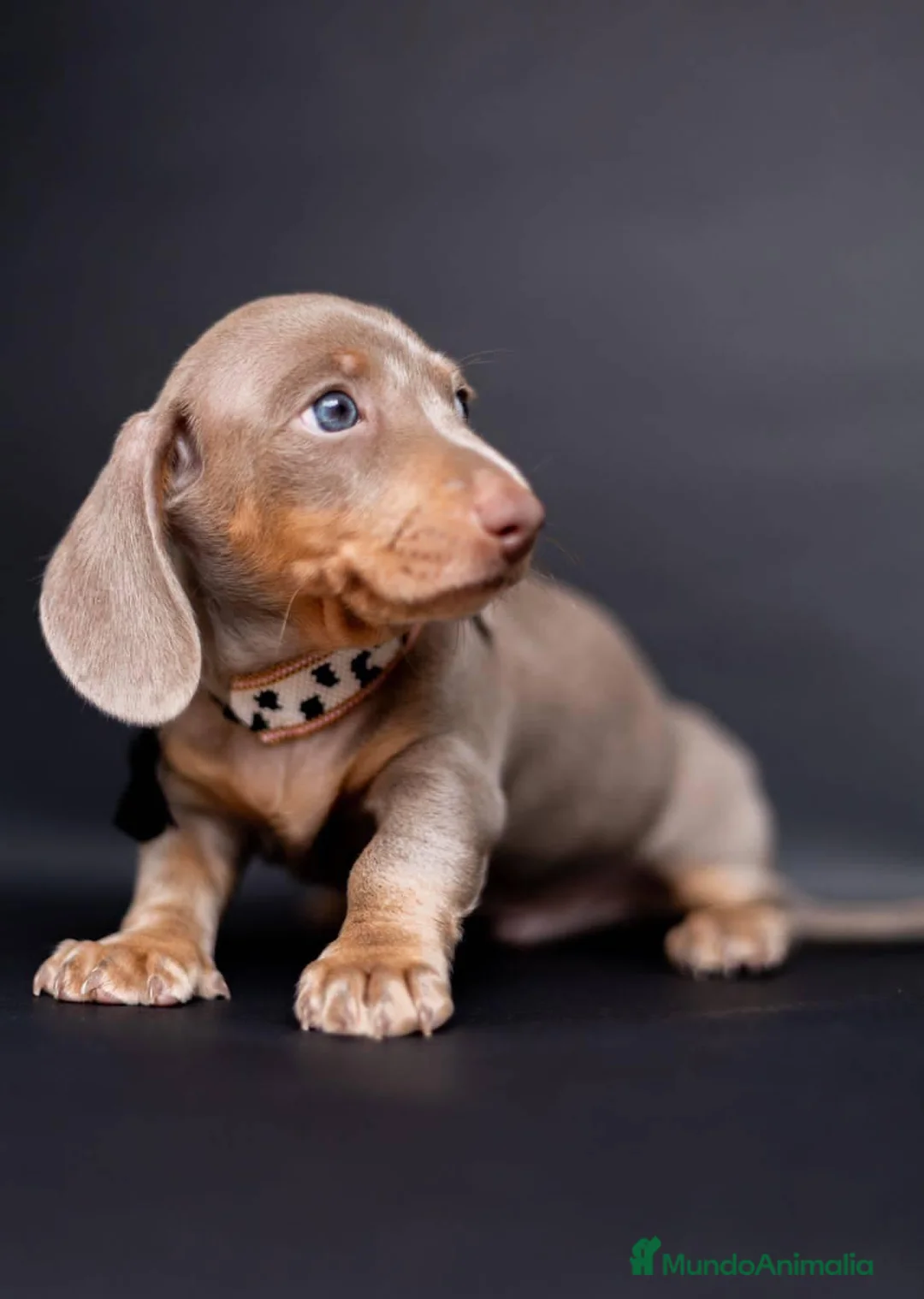 Teckel Miniatura perros en venta: Teckel miniatura !!!!! en Ciudad Real - Anuncio 4