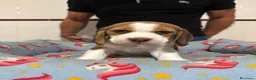Beagle perros en venta: Cachorros beagle tricolor - Anuncio 7
